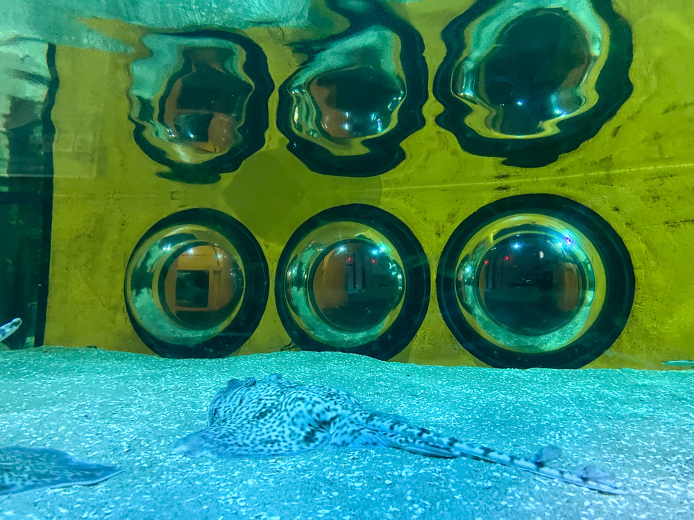 Ray under the water and submarine portholes at SEA LIFE Great Yarmouth